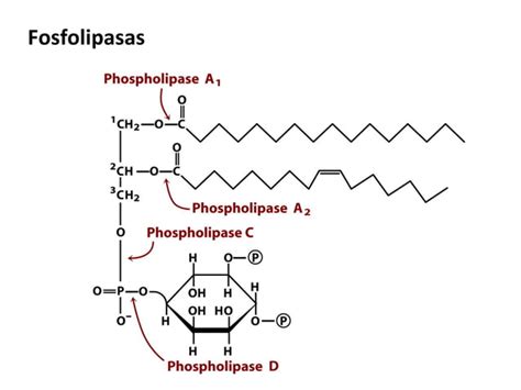 Lipidos PPT