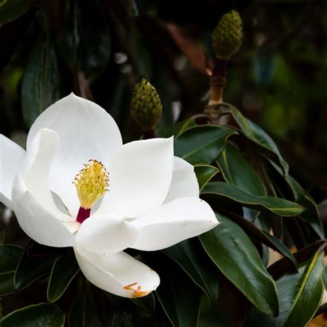 How To Identify Types Of Magnolia Flowers Magnolia Tree Types