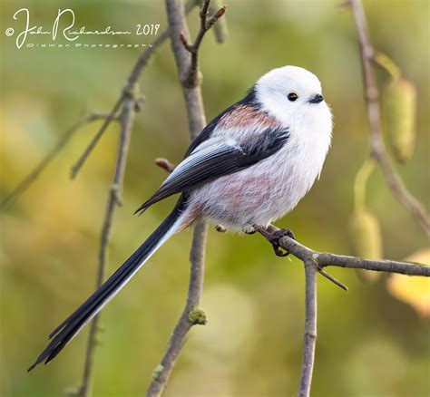 long tailed tit  named long tailed bushtit   common bird