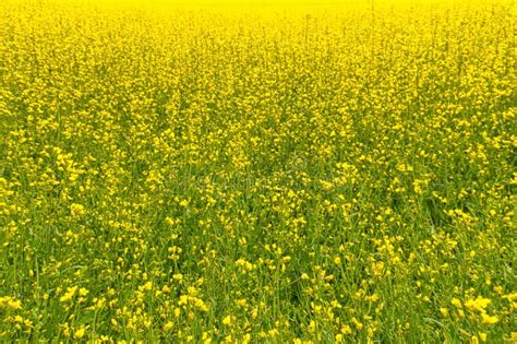 Field With Wild Yellow Flowers Stock Photo Image Of Countryside