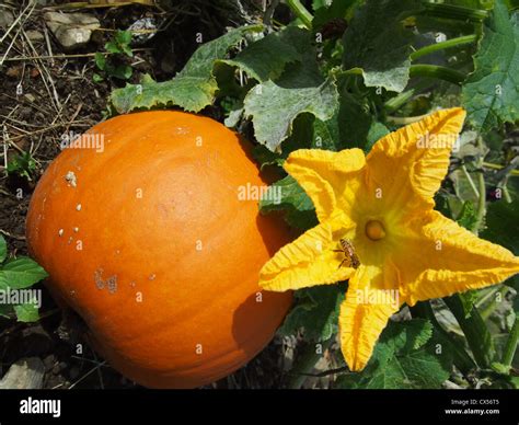 Pumpkin plant with flower and pumpkin Stock Photo - Alamy