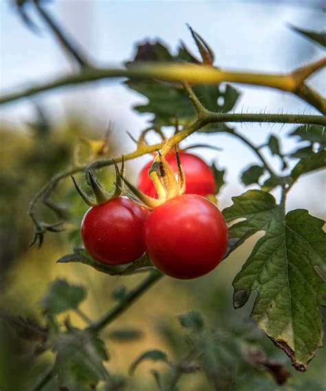 When To Plant Tomatoes For A Bumper Crop Homes Gardens