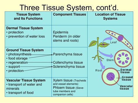 Introduction To Tissue System Types And Characteristi