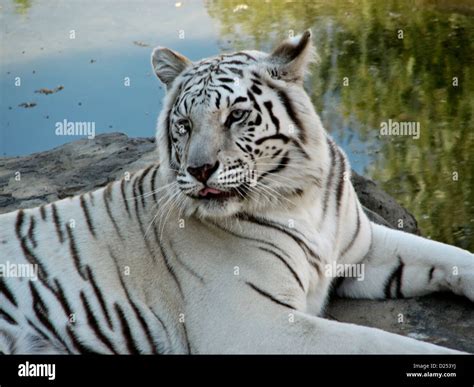 Close up of White Bengal Tiger Stock Photo - Alamy