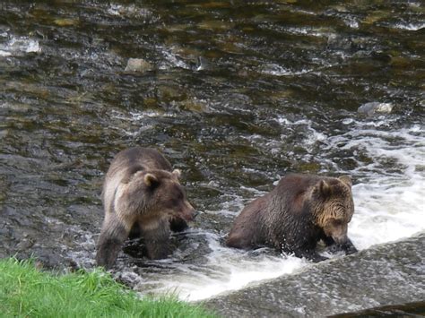 Juvenile Grizzly Bears Fishing | Grizzly Bear Tours & Whale Watching ...