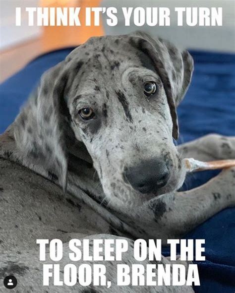 Great Dane Funny Quotes