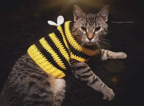 Cute Bee Sweater For Cats