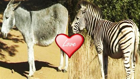 Donkey And Zebra Mating Rare Zonkey Result Of With Draws Crowds In