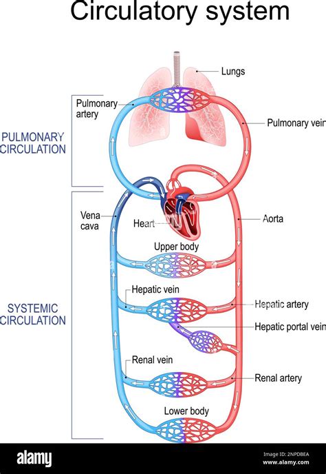 Circulatory System Human Bloodstream Pulmonary Circulation In Lungs