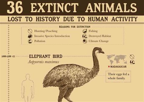 Top 107 Animal Species Extinct By Humans Electric