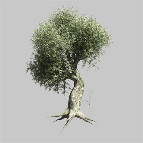 D Model Olive Tree