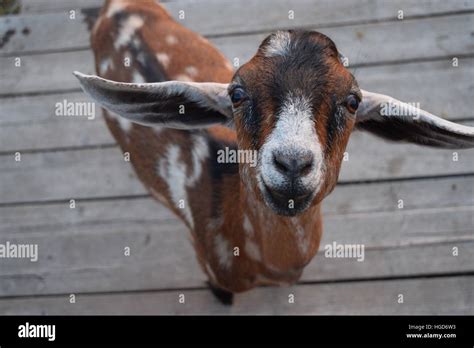 Baby Nubian Goat Stock Photo Alamy