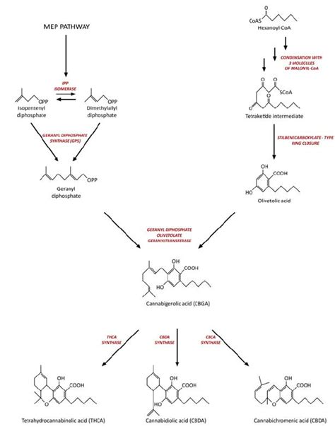 The synthesis pathway of cannabinoids in cannabis plants of cytokines ...