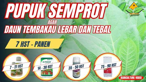 Pupuk Semprot Agar Daun Tembakau Lebar Dan Tebal Pupuk Tembakau Agar