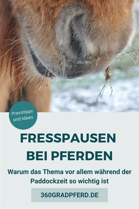 Fresspausen W Hrend Der Paddockzeit Vermeiden Pferd Pferd