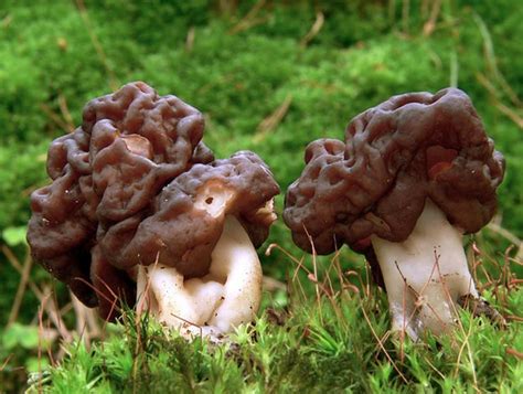 Les Champignons Les Plus Bizarres Du Monde