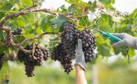 Cómo puedes tener una parra y conseguir uvas en tu casa en 2024