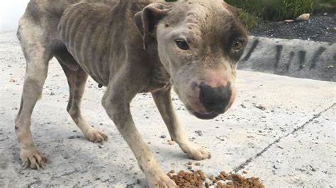 Ce Chien Abandonn Avec La Peau Sur Les Os Fait Une Rencontre Qui Va