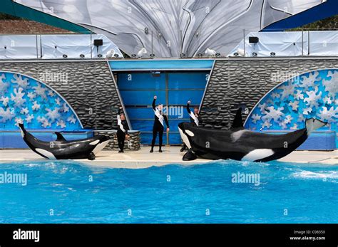 Trained Orcas Or Killer Whales Orcinus Orca Shamu Stadium Seaworld