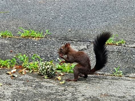 Squirrel eating pine nuts : r/pics