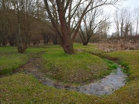 A Small Stream Running Through A Lush Green Field Next To A Tree And