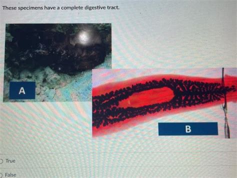 Solved A Identify the acoelomates, pseudocoelomates, and | Chegg.com