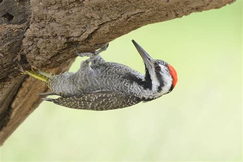 Bearded Woodpecker Holmen Birding Safaris