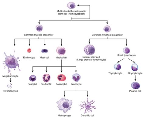 Regulating Gene Expression In Cell Development Boundless Biology