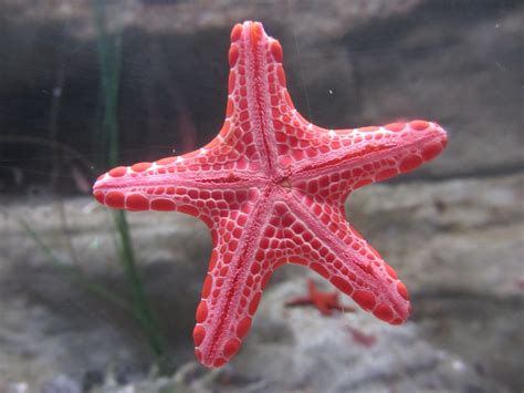 Pink Starfish - Beautiful Addition to Your Aquarium