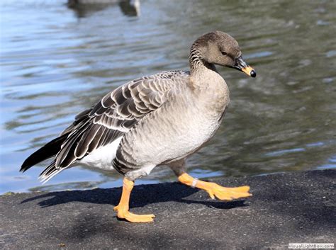 Pink Footed Goose Vs Bean Goose Vs Greylag Goose Identification