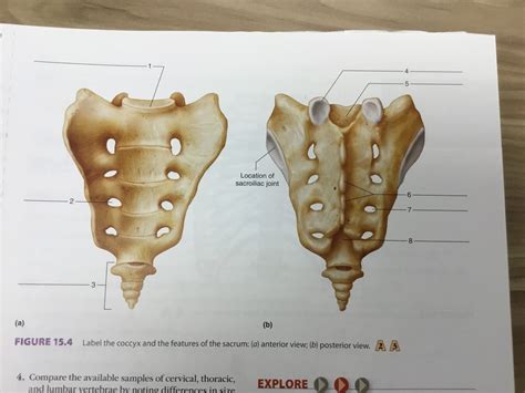 Lab Figure Sacrum And Coccys Bones Anterior A Posterior B Hot Sex Picture