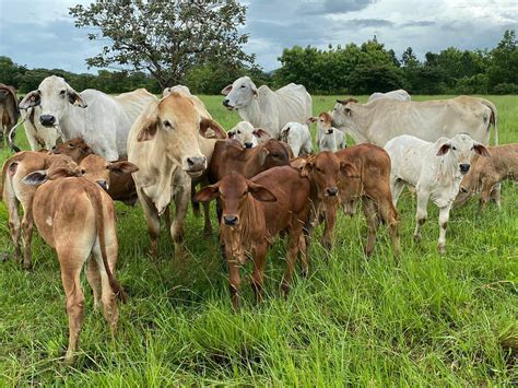 Alternativas Tecnológicas en Sistemas de Producción Bovina