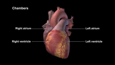 Medmovie.com | Heart Chambers