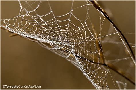 Naturaleza Y Etnograf A Telas De Ara A