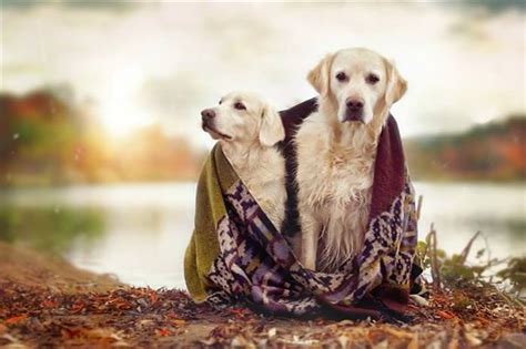 Perros Y Su Mejores Amigos Momentos Dulces