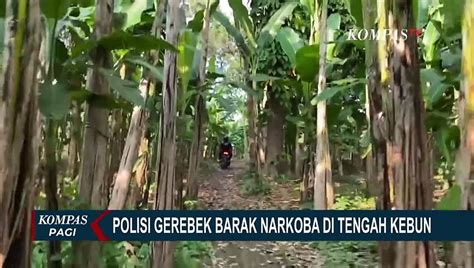 Detik Detik Polisi Gerebek Barak Narkoba Di Tengah Kebun Di Deli