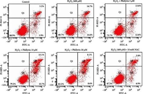 Protective Effect Of Phillyrin On Apoptosis Of Rpe Cells A