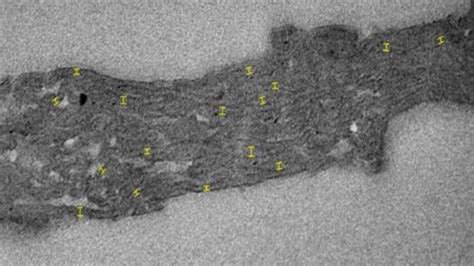 Scoperte le più antiche tracce di fotosintesi in un fossile di 1 7