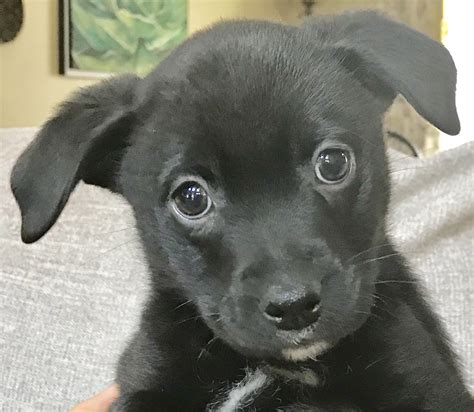 Solid Black Border Collie Puppy