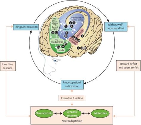 What are the symptoms of drug withdrawal?