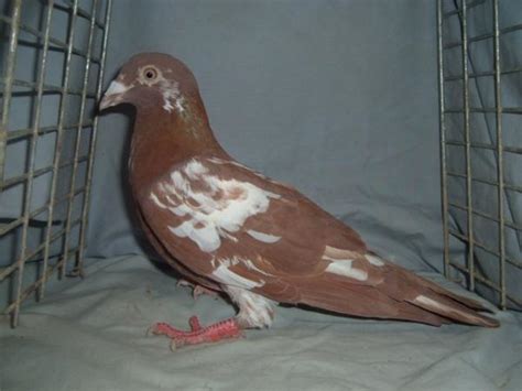 Adult Rare Colored Homing Pigeons For Sale Pigeon Talk