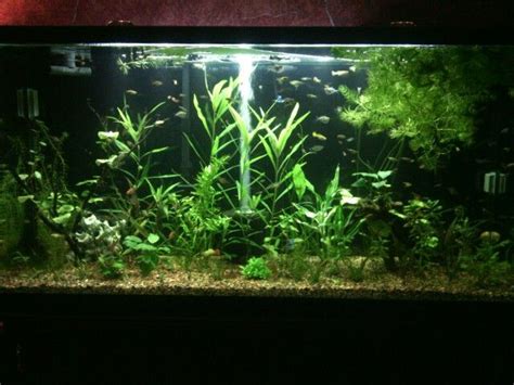 65 Gallon Planted Community Tank Community Tanks Aquarium Fish Tank