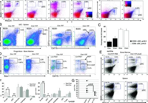 Conditional Elimination Of Bcl A In Vivo Leads To Loss Of Pdc