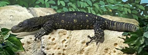Crocodile Monitor Varanus Salvadorii The Ultimate Apex Arboreal