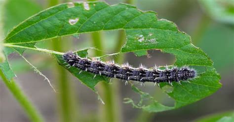 Painted Lady Caterpillar Learn About Nature