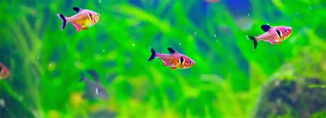 Red Phantom Tetra Care Guide: Aquarium Setup, Tank Mates, Breeding ...