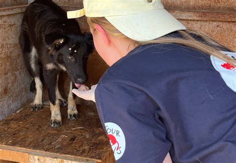 Vier Pfoten Leistet Nothilfe F R Tiere Nach Staudammbruch In Der