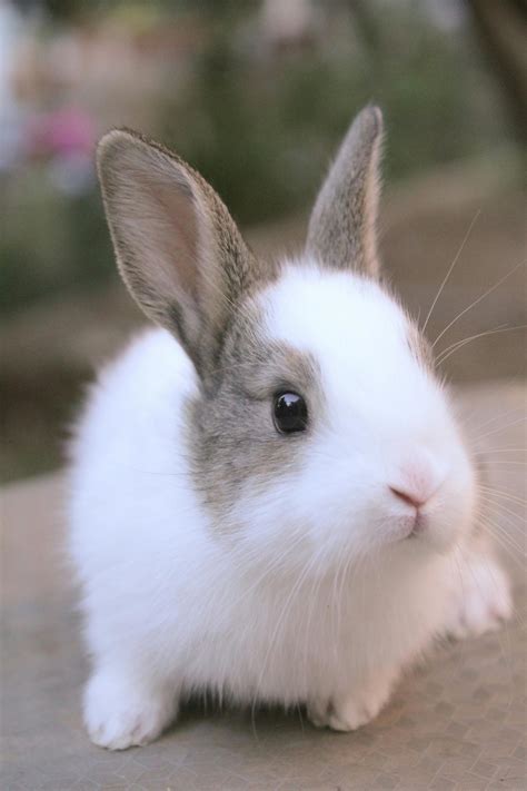 Cute Rabbit Photos, Download The BEST Free Cute Rabbit Stock Photos & HD Images