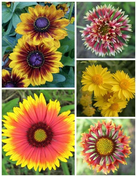 Growing Gaillardia Blanket Flower Perennial Care Tips The Gardening