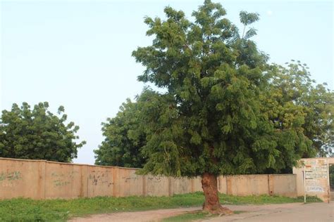 Margousier Ou Neem Azadirachta Indica Plantation Culture Entretien